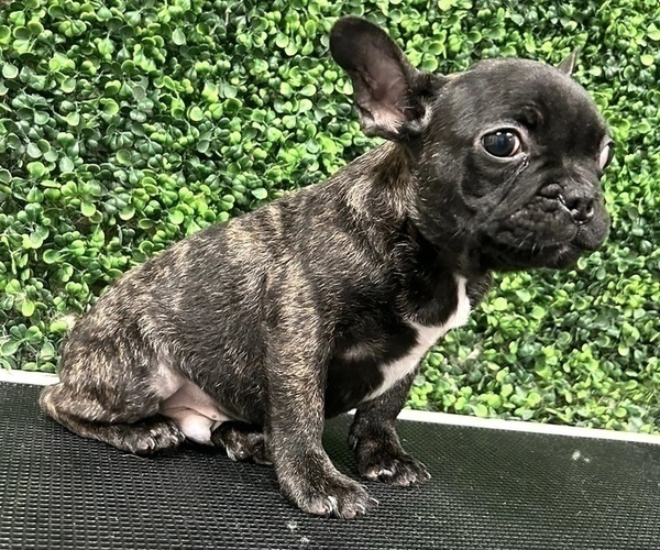 Medium Photo #4 French Bulldog Puppy For Sale in ATLANTA, GA, USA