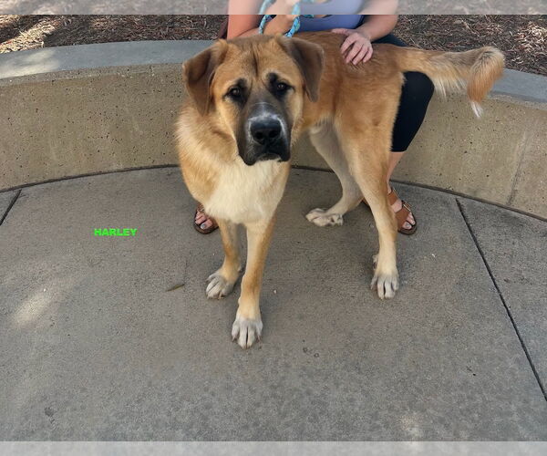 Medium Photo #3 Anatolian Shepherd-Unknown Mix Puppy For Sale in Woodland Hills, CA, USA