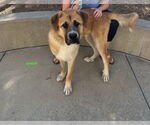 Small #2 Anatolian Shepherd Mix