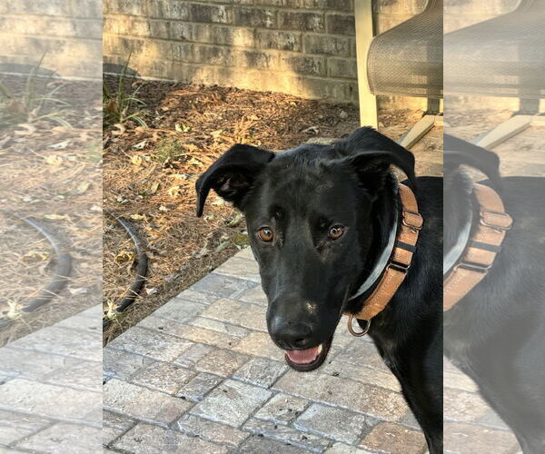 Medium Photo #12 Labrador Retriever-Unknown Mix Puppy For Sale in Munford, TN, USA