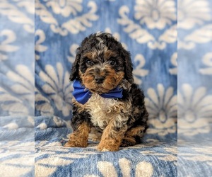 Cock-A-Poo-Poodle (Toy) Mix Puppy for sale in ELKTON, MD, USA