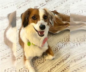 Dachshund-Unknown Mix Dogs for adoption in Raleigh, NC, USA