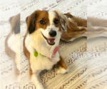 Small Dachshund Mix
