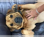 Small #8 Chinese Shar-Pei-Labrador Retriever Mix
