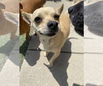 Small #3 Chihuahua
