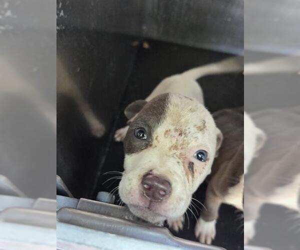 Medium Photo #1 American Staffordshire Terrier Puppy For Sale in San Antonio, TX, USA