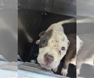 American Staffordshire Terrier Dogs for adoption in San Antonio, TX, USA