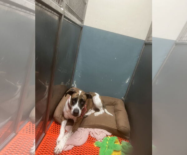 Medium Photo #1 Great Dane-Unknown Mix Puppy For Sale in Miami, FL, USA