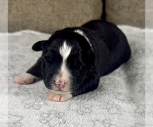 Medium Australian Shepherd