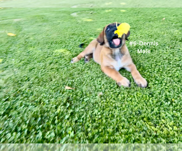 Medium Photo #24 American Mastiff-Saint Bernard Mix Puppy For Sale in HATCH, NM, USA