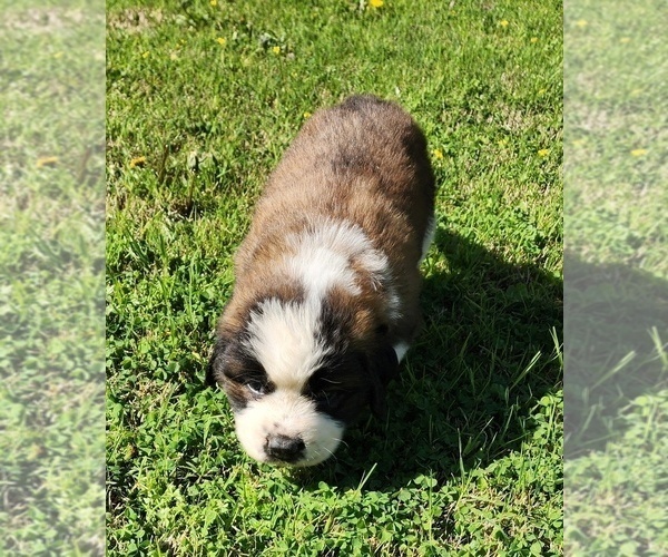 Medium Photo #31 Saint Bernard Puppy For Sale in TURLOCK, CA, USA