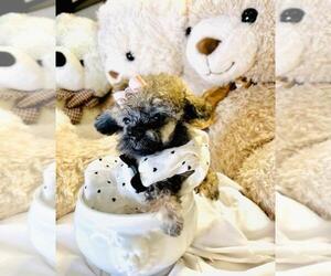 Pomeranian Puppy for sale in NAPLES, FL, USA
