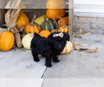 Small #1 YorkiePoo