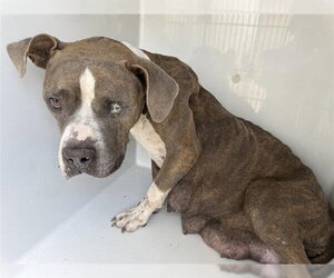 Mutt Dogs for adoption in Houston, TX, USA