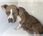 CORALINE - Female Mutt Dog for Adoption - Small photo