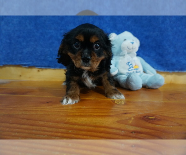 Medium Photo #5 Cavalier King Charles Spaniel Puppy For Sale in CHILTON, WI, USA