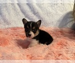 Small Photo #21 American Corgi Puppy For Sale in CANAL WINCHESTER, OH, USA