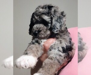 Poodle (Miniature) Puppy for sale in EAST PROVIDENCE, RI, USA