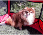 Small Photo #1 Pomeranian Puppy For Sale in WEST PALM BEACH, FL, USA