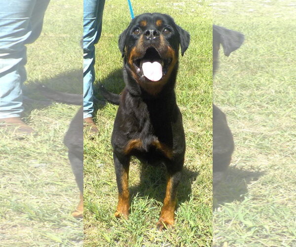 Medium Photo #4 Rottweiler-Unknown Mix Puppy For Sale in Wetumpka, AL, USA