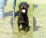 Small #3 Rottweiler Mix