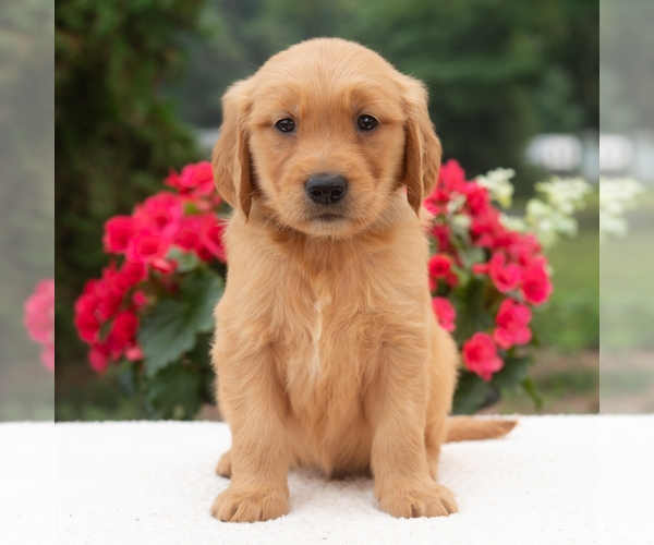 Medium Photo #1 Golden Retriever Puppy For Sale in NEWPORT, PA, USA