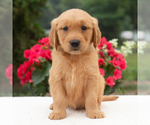 Small Golden Retriever