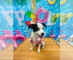 Small #1 Jack Russell Terrier Mix