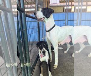 Great Dane Dogs for adoption in Palm Beach, FL, USA
