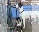 Small Great Dane