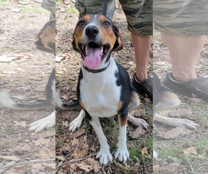 Beagle-English Foxhound Mix Dogs for adoption in Harrison, AR, USA
