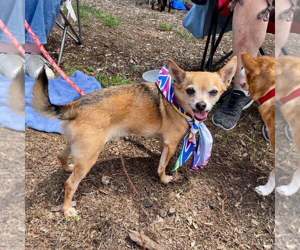 Medium Photo #18 Chihuahua-Unknown Mix Puppy For Sale in Canton, CT, USA