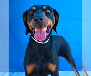 Doberman Pinscher-Unknown Mix Dogs for adoption in Pasadena, CA, USA