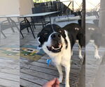 Small #3 Mutt