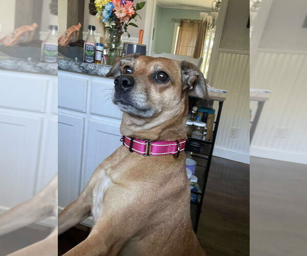 Medium Photo #5 Puggle Puppy For Sale in Gloversville, NY, USA