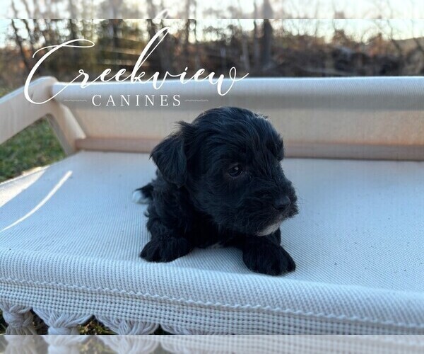 Medium Photo #6 Havapoo Puppy For Sale in NIANGUA, MO, USA