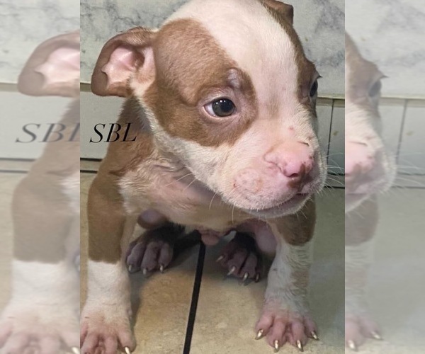 Medium Photo #1 American Bully Puppy For Sale in MEMPHIS, TN, USA