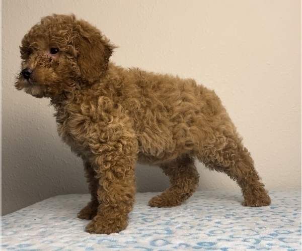 Medium Photo #6 Goldendoodle Puppy For Sale in FRANKLIN, IN, USA