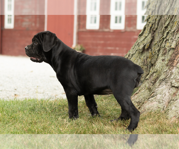 Medium Photo #7 Cane Corso Puppy For Sale in WAKARUSA, IN, USA