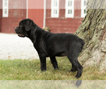 Small #6 Cane Corso