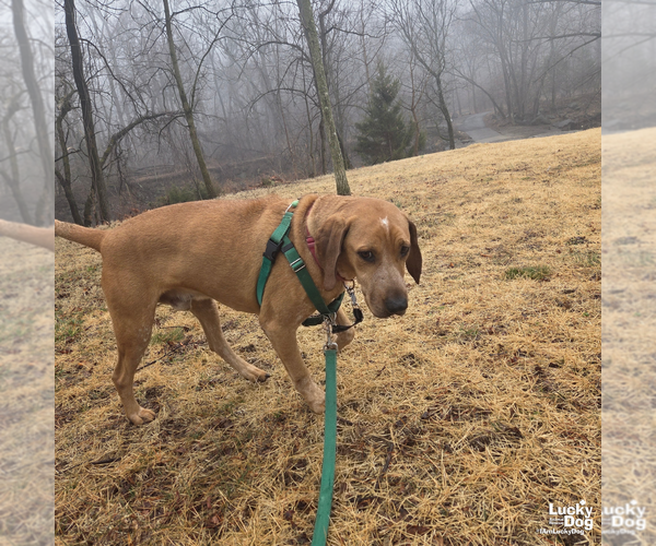Medium Photo #14 Labrador Retriever-Unknown Mix Puppy For Sale in Washington, DC, USA