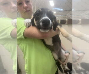 Medium Collie Mix