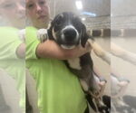 Small Collie Mix