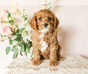 Cavapoo Puppy for sale in DENVER, PA, USA