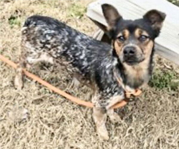 Medium Photo #3 Mutt Puppy For Sale in Houston, TX, USA