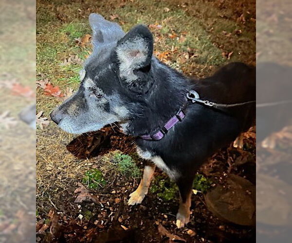 Medium Photo #3 Gerberian Shepsky Puppy For Sale in Mount Airy, NC, USA