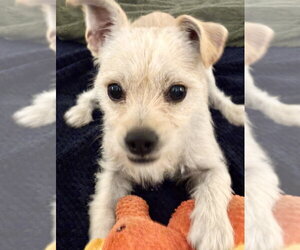 Maltese-Unknown Mix Dogs for adoption in Omaha, NE, USA