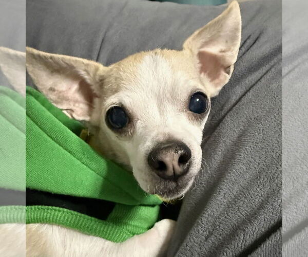 Medium Photo #5 Chihuahua-Unknown Mix Puppy For Sale in Fargo, ND, USA