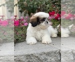 Small #4 Shih Tzu