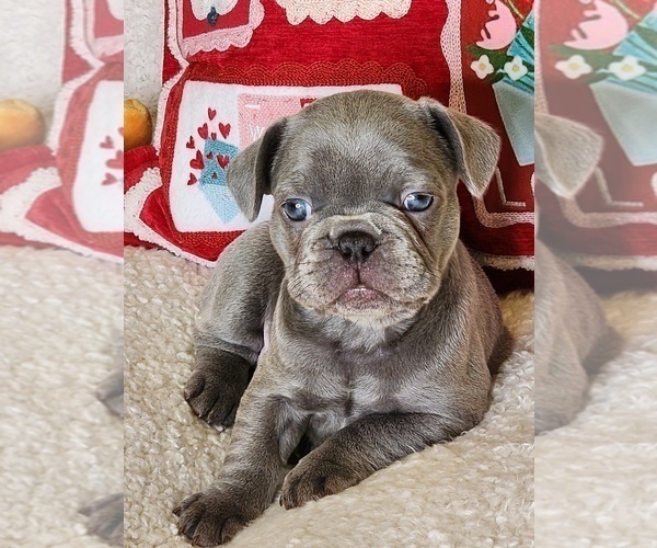 Medium Photo #3 French Bulldog Puppy For Sale in CAPE CORAL, FL, USA